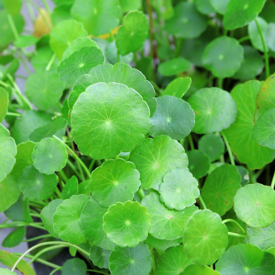 Aquatic Pennywort Plant Live, Green Aquarium Plant