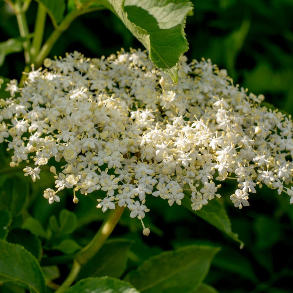 Set of 4 Elderberry Rooted Cuttings, 8-12 Inch Tall Live Elderberry Plants, Hardy Fruit Shrubs for Outdoor Garden Planting