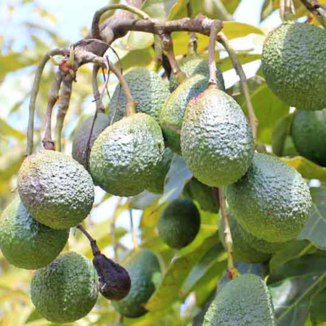 Avocado Tree Live Plant Up to 8 Months Old, 6-12 Inches Tall, Cold Hardy, Smooth and Sweet Tropical Fruit Trees for Zones 5-11