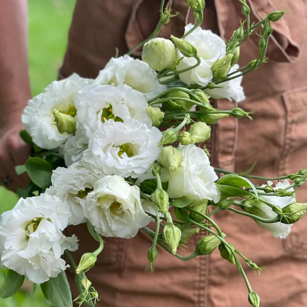 2 Eustoma Lisianthus Live Plants, Lisianthus Flowers Seedlings, 2-3 Inch Tall Well-Rooted Plug, Lisianthus Plants (White Lisianthus)