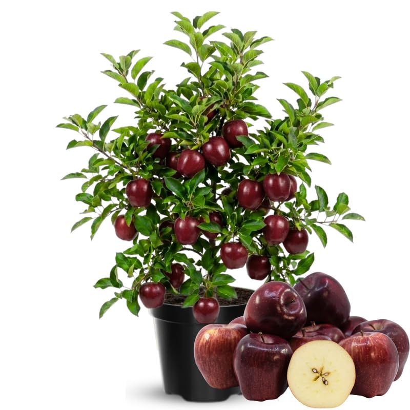 Red Delicious Apple Tree Live Plant, 3 Feet Tall in 5 Gallon Pot, Ready to Bear Fruit, Spring Tree for Garden Orchard