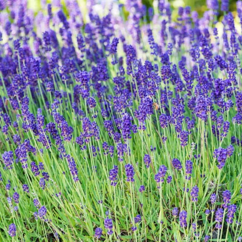 Pack 4 Phenomenal Lavender Plants Live, 4–8" Tall, Fragrant Lavender Flower Lavandula Perennial Well-Rooted, No Pot