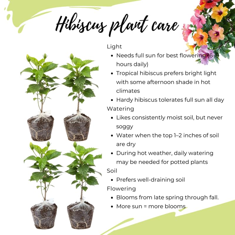 Set 4 Hibiscus Plants Live, Tropical Flowering Shrub, 4-8" Tall, Cold Hardy Bush (Mixed Hibiscus)