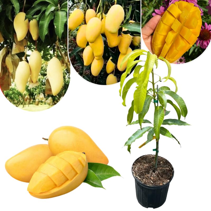 Mai Mango Tree Live Plant, Fully Rooted in 3 Gallon Pot, Tropical Mango Fruit Tree for Indoor or Outdoor Growing