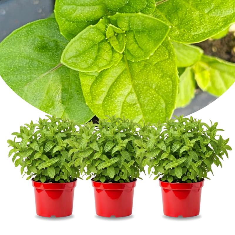 Sets 3 Berries Creams Mint Plants Live Fast Growing for Spring Planting, Fragrant Culinary Herb Mint for Indoor Outdoor Gardening, Cold Hardy