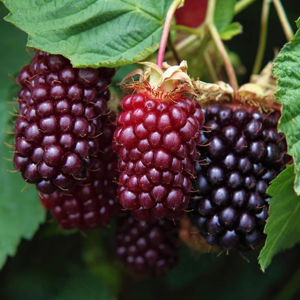 2 Boysenberry Plants Live, Fruit Bearing Boysenberries Tree, 4-6 Inch Tall