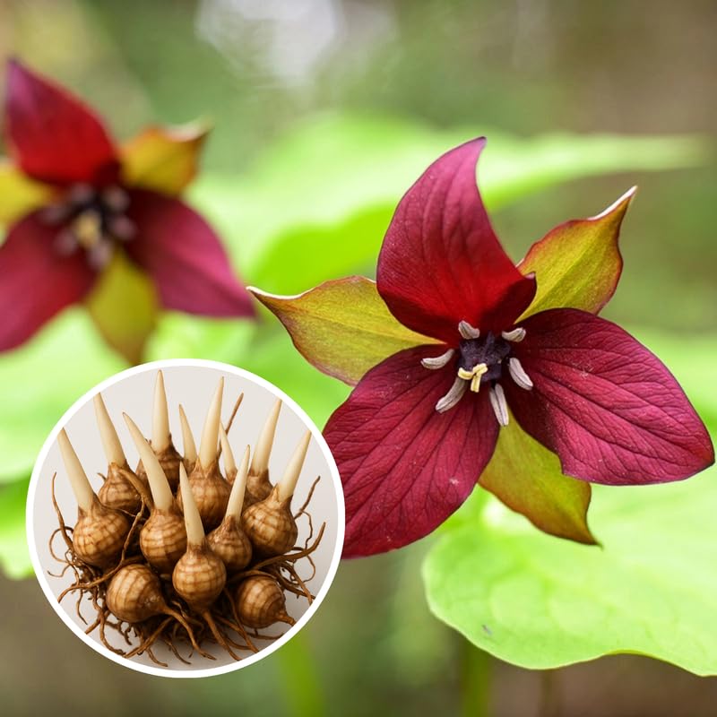10 Red Trillium Bulbs for Planting, 3 to 5 Inches, Spring Flower Bulbs