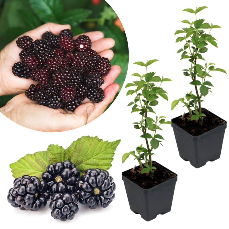2 Easy Grow Thornless BlackBerry Plants Live for Planting, High Yielding, Sweet Juicy Berries for Your Garden, 4-6" in Tall, Cold Hardy, Dormant in Winter, No Pot