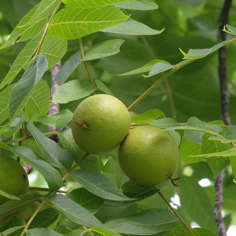 Black Walnut Trees Live Plants, 4 Inch Pot, 6-12 Inch Tall Walnut Tree, Hardy Fruit Plant, Dormant in Winter