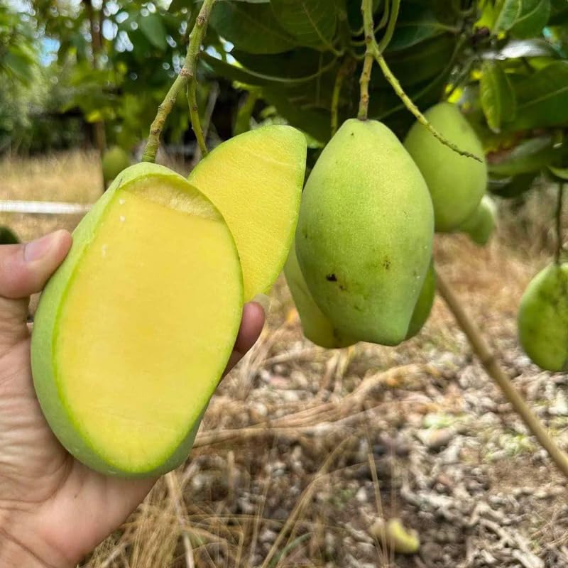 High-Yielding Mango Tree Live Plant 2.5-3 Ft Tall, Tropical Fruit Tree for Garden Planting, Outdoor Mango Plant in 3 Gallon Pot, No Ship to CA