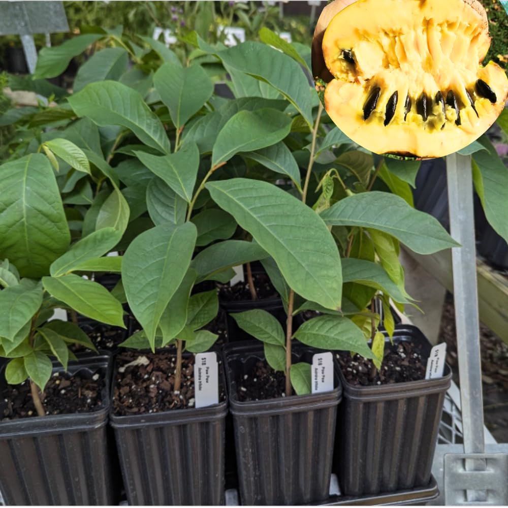 2 Common Pawpaw Trees Live Plants Starters, Paw Paw Plant, Asimina Triloba 6-12 Inches Tall, Hardy Fruit Trees for Home Gardens