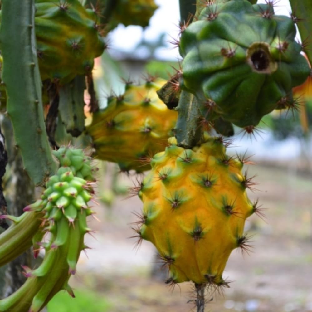 4 Yellow Dragon Fruit Plants Live, Pitaya Tree Plant Well Rooted 4 Inches