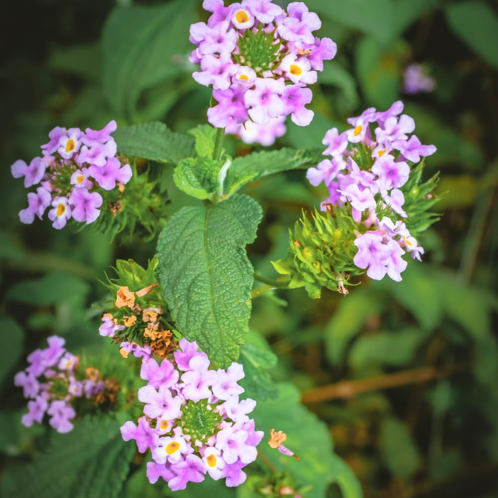 Pack 4 Lantana Plants Live, Fast-Growing Flowering Perennials for Garden or Containers, 4-8 Inches Tall, Lavender Blooms