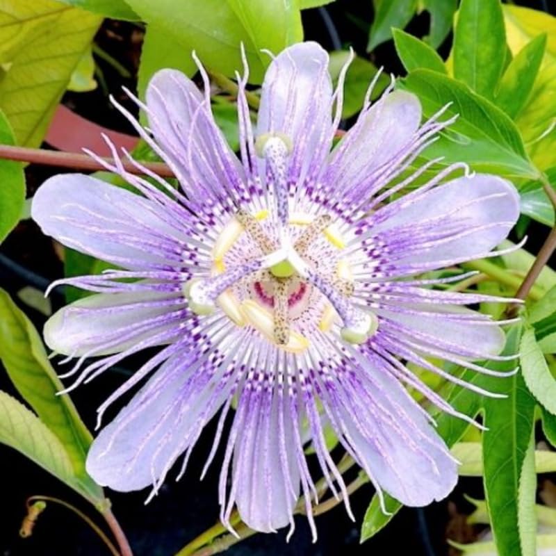 2 Light Blue Passion Flower Plants, 4-8'' Tall Red Passiflora Plant Vine for Planting, Vibrant Passion Flower Starter Plant for Home Garden and Containers, Well Rooted to Grow