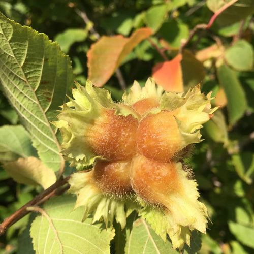 1 Year Old Hazelnut Tree Live Plant Seedling, Dormant 1-2 Ft Tall, Well-Rooted, for Farming Variety