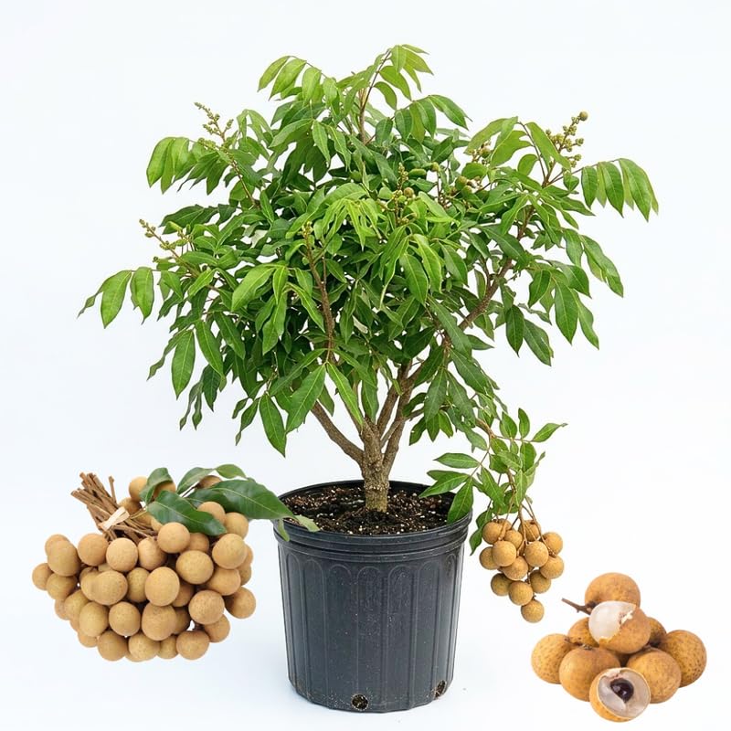 Longan Tree Live Plant, Well Rooted in 3 Gallon Pot, 2 to 3 Feet Tall, Sweet Fruit for Outdoor Growing, No Ship to CA