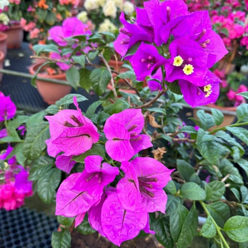 3 Deep Purple Bougainvillea Plants Live, 4-8” Tall Flowering Bougainvillea Vines, Tropical Climbing Plants for Garden or Containers, No Pot