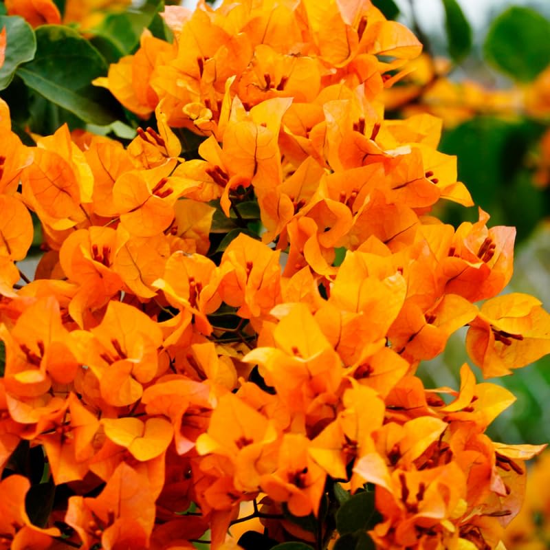 3 Bougainvillea Plants Live, 4-8” Tall Flowering Bougainvillea Vines, Tropical Climbing Plants for Garden or Containers, No Pot