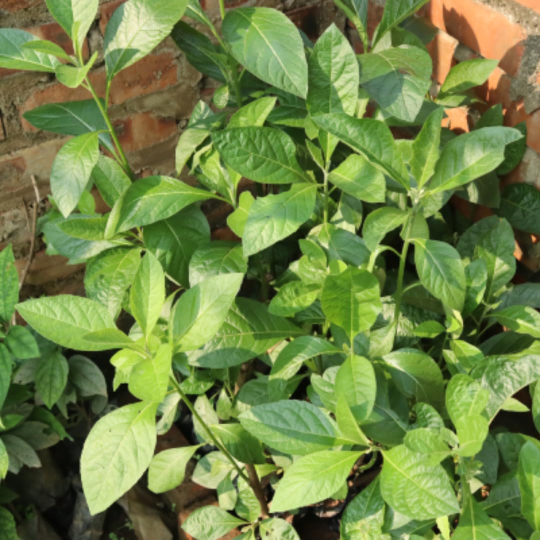 Packs 3 Longevity Spinach Plants Live, 4-6 Inc Tall Starter, Easy to Grow, High Yield, Fresh Spinach for Planting