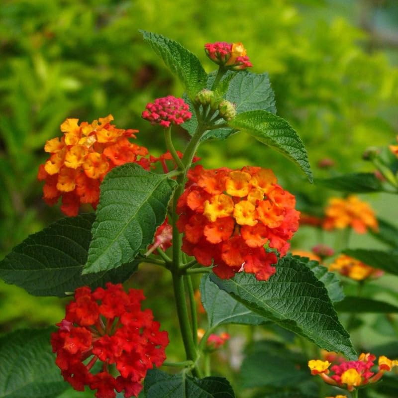 4 Orange Red Lantana Plants Live, Lantana Live Plant from 4 Inches Tall, Hardy Annual Flower Plant Indoor Outdoor