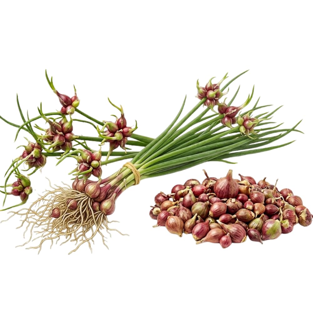 10 Egyptian Walking Onion Live Plants, Well Rooted, 2 Year Old