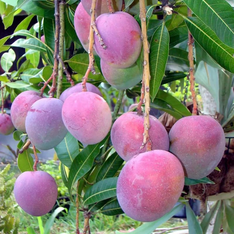 Red Mango Tree Live Plant, Fully Rooted in 3 Gallon Pot, Tropical Mango Fruit Tree for Indoor or Outdoor Growing