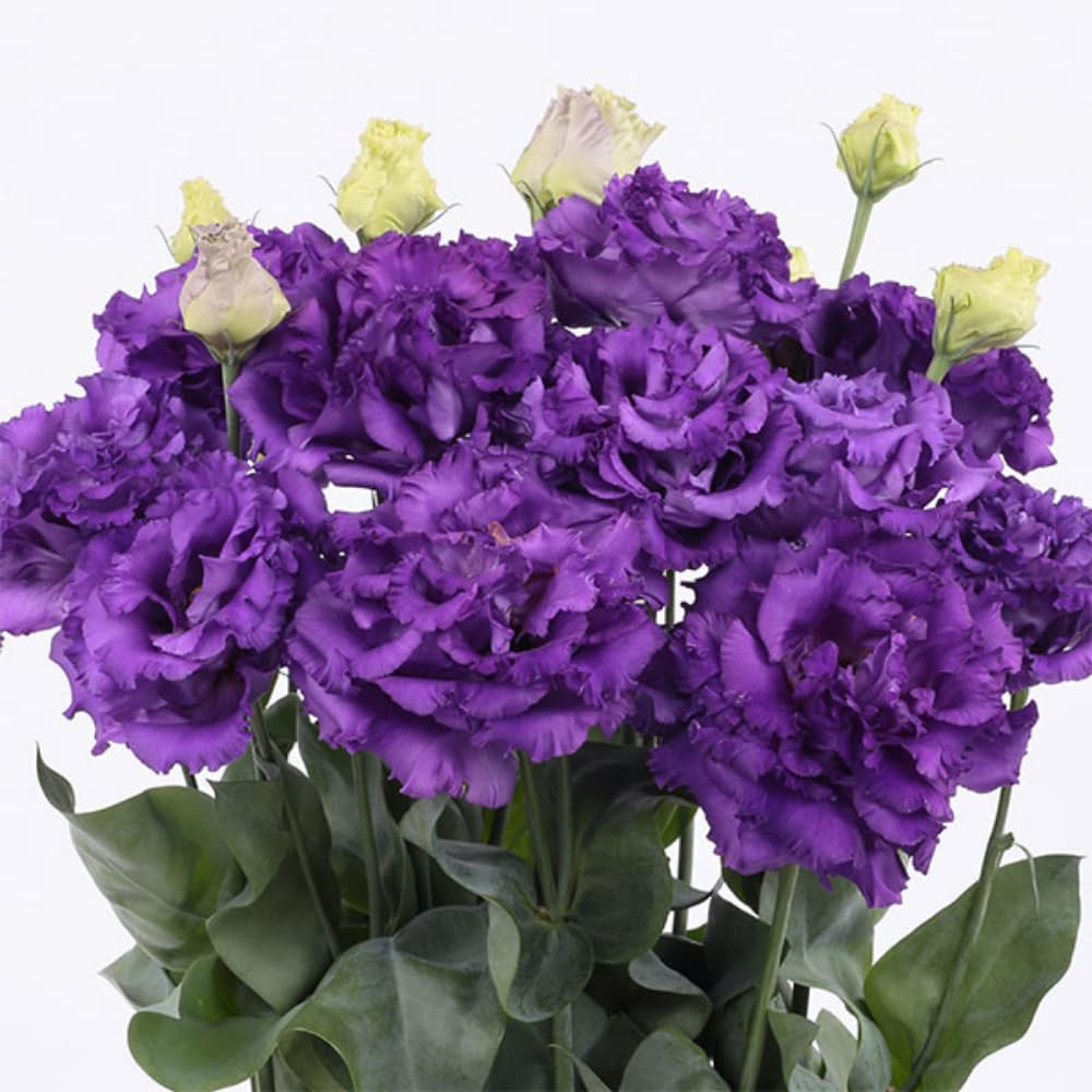 Sets 2 Striking Blue Lisianthus Eustoma Live Plants, Plug Size, Well-Rooted, Texas Bluebell, Thornless Love Rose Plant, Spring to Fall Bloom, 2-4" in Tall Starter
