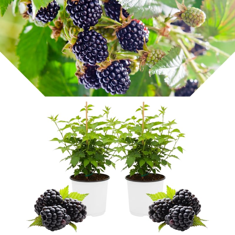 2 BlackBerry Bushes Live Plant, Sweet, Thornless, High Yielding Berries for Outdoor Planting, Fully Rooted 4-7 Inches (Sweet)
