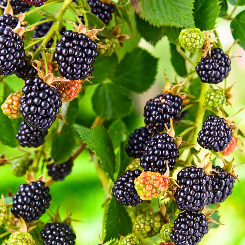 Pack 2 BlackBerry Plants Live, 4-8 Inch Tall, Osage Blackberries Fully Rooted High Yield Berry Plants for Outdoor Planting