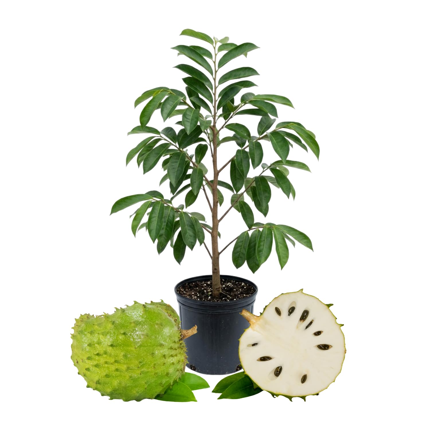 Soursop Tree Plant Live 2-3 Feet Tall, Tropical Soursop Trees in 3 Gallon Pot, Container and Outdoor Growing, Easy Care, High Yield