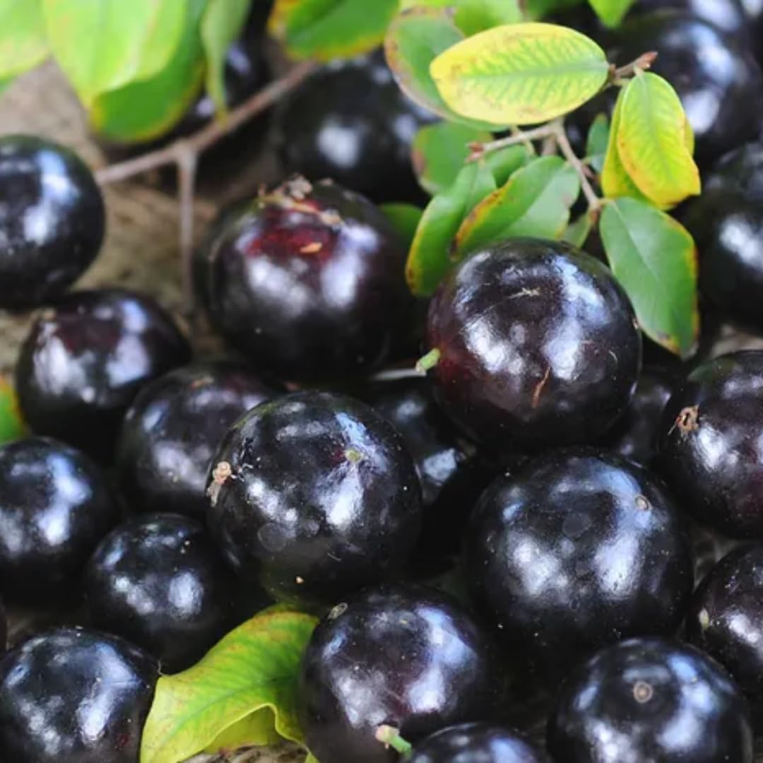 1 Years Old Black Jaboticaba Tree Live Plant No Pot, 1 Feet Tall, Well-Rooted and Fast-Growing Brazilian Jabuticaba Grapetree