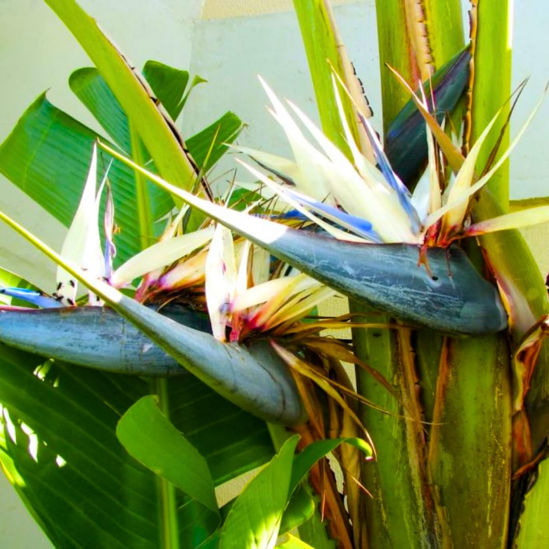 2 White Bird of Paradise Plants Live, Cold Hardy, 4-7" in Tall, Fast Growing, Strelitzia Reginae Flower for Spring Landscaping Ornamental Indoor Outdoor