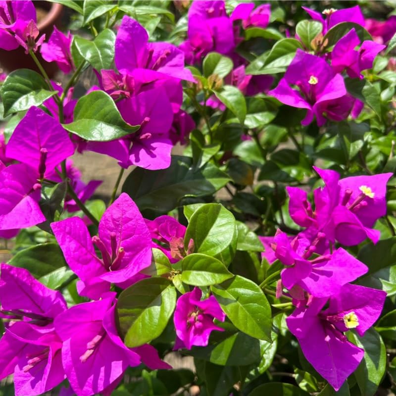 3 Deep Purple Bougainvillea Plants Live, 4-8” Tall Flowering Bougainvillea Vines, Tropical Climbing Plants for Garden or Containers, No Pot