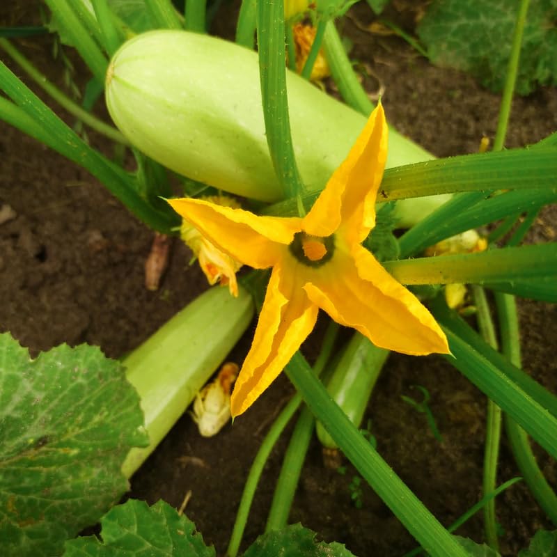 White Squash Seeds, White Zucchini Seeds, Squash Vegetable Seeds for Planting, 75 Seeds