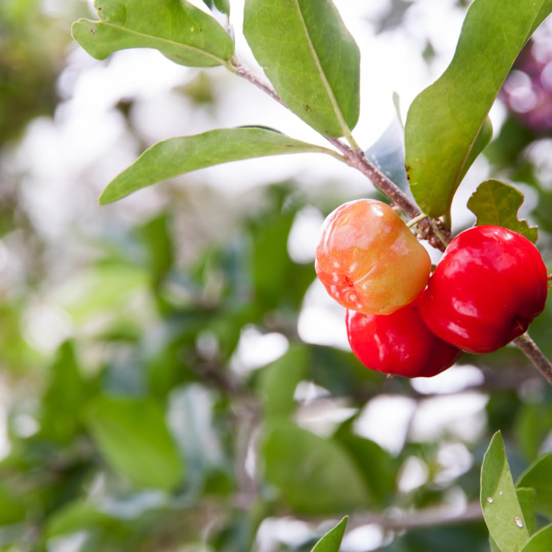 Set of 3 Live Barbados Cherry Tree Plant, Sweet Barbados Cherry Fruit Tree, 4-8 Inches Tall for Outdoor Planting