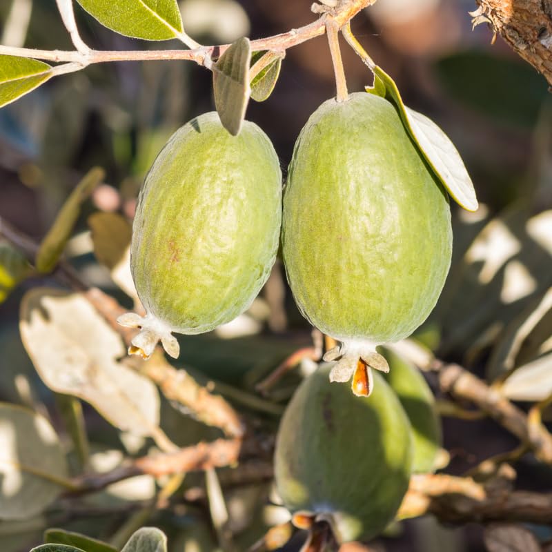 Pineapple Guava Live Tree in 3 Gallon - 2-3 Feet Tall Sweet Tropical Guava Fruit Shrub, Cold Hardy, No Ship to CA