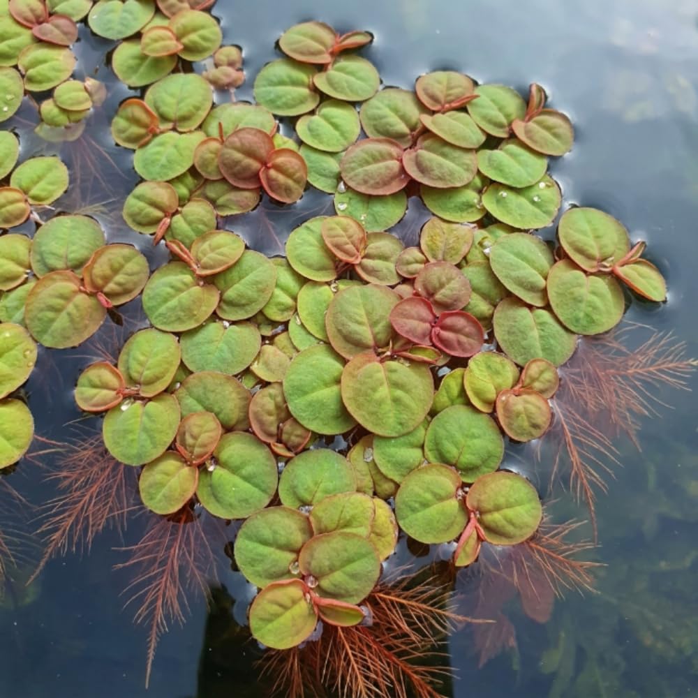 Set of 30+ Red Root Floater Live Plants, Floating Aquarium Plant