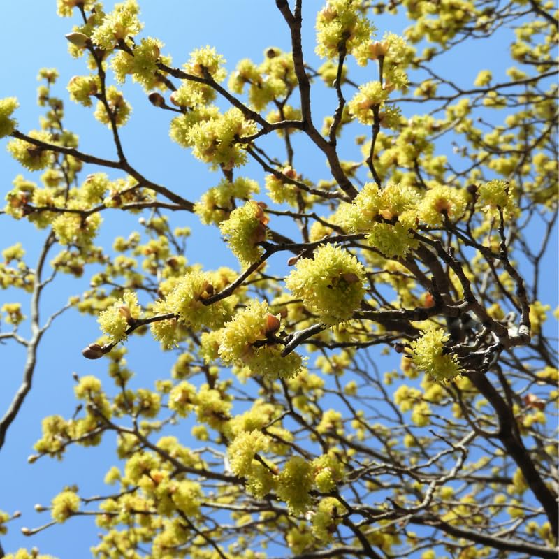 Spicebush Live Plant, Spicebush Berry Bush in 4 Inch Pot, 6 to 12 inch Tall, Dormant in Winter