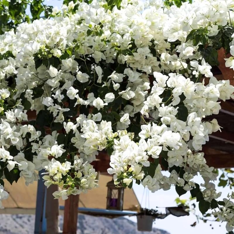 3 Bougainvillea Plants Live, 4-8” Tall Well-Rooted Bougainvillea Vine Flower Plants, Tropical Climbing Plants, No Pot