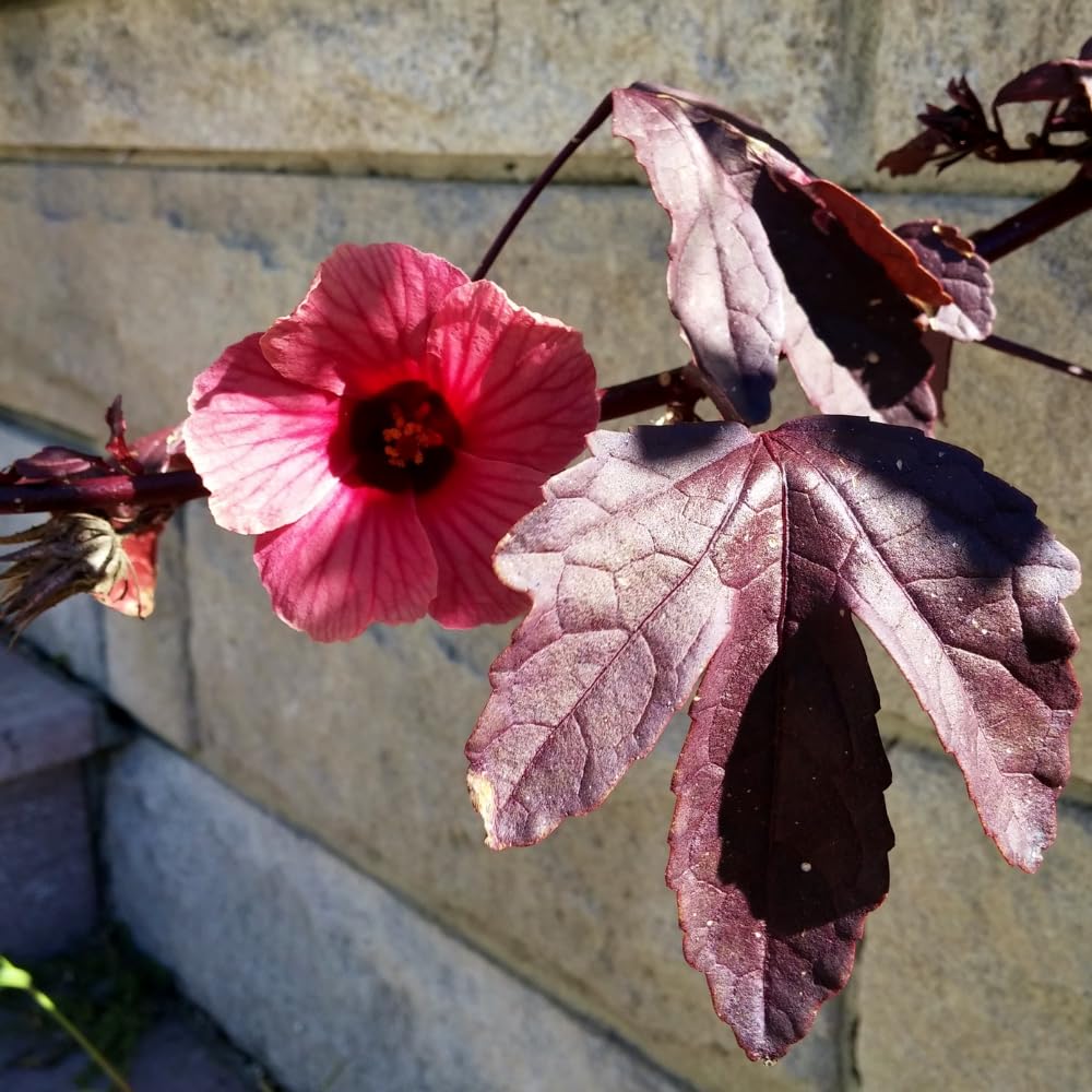 3 Cranberry Hibiscus Plants, Red Hardy Hibiscus Live Plants Well Rooted Plant 4-7 Inch Tall, Outdoor and Container Growing