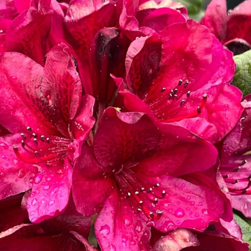 Dark Red Rhododendron Plant Live, Azalea Plants, Rhododendron Azalea Bushes Ready to Plant, Full Sun Outdoor Plants