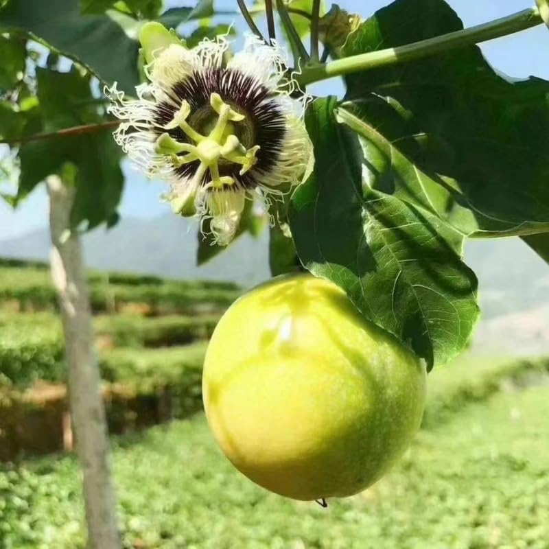 Yellow Passionfruit Tree Live Plant, Passion Fruit Vine for Planting, 4-8 Inches Tall