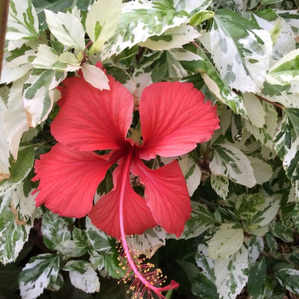 2 Hibiscus Live Plants, 4-8'' Tall Hardy Hibiscus Flower Starter Plants, Well Rooted Perennial Flower Plant for Home Garden and Containers
