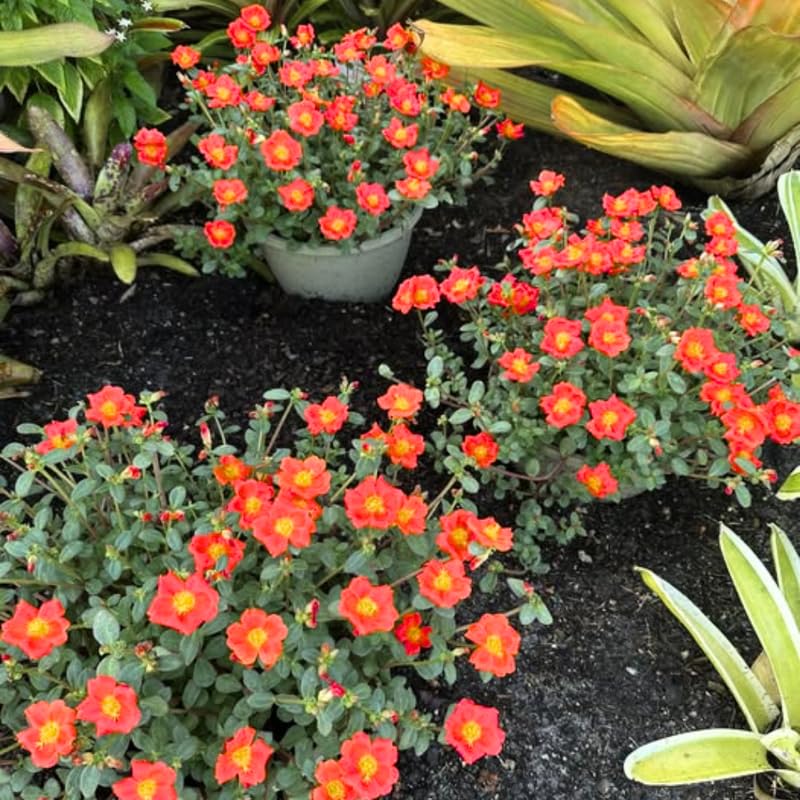 4 Red Moss Rose Plants Live, Portulaca Ground Cover Flowers, 4-6 Inch Tall Plants for Garden or Containers