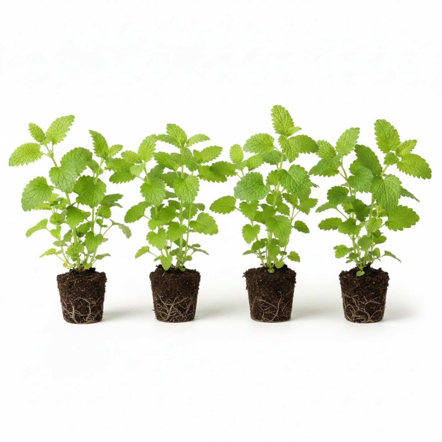 4 Lemon Balm Live Plants, 4-6" Tall Lemon Balm Plants, Well-Rooted Starter Plants for Garden, Patio Growing
