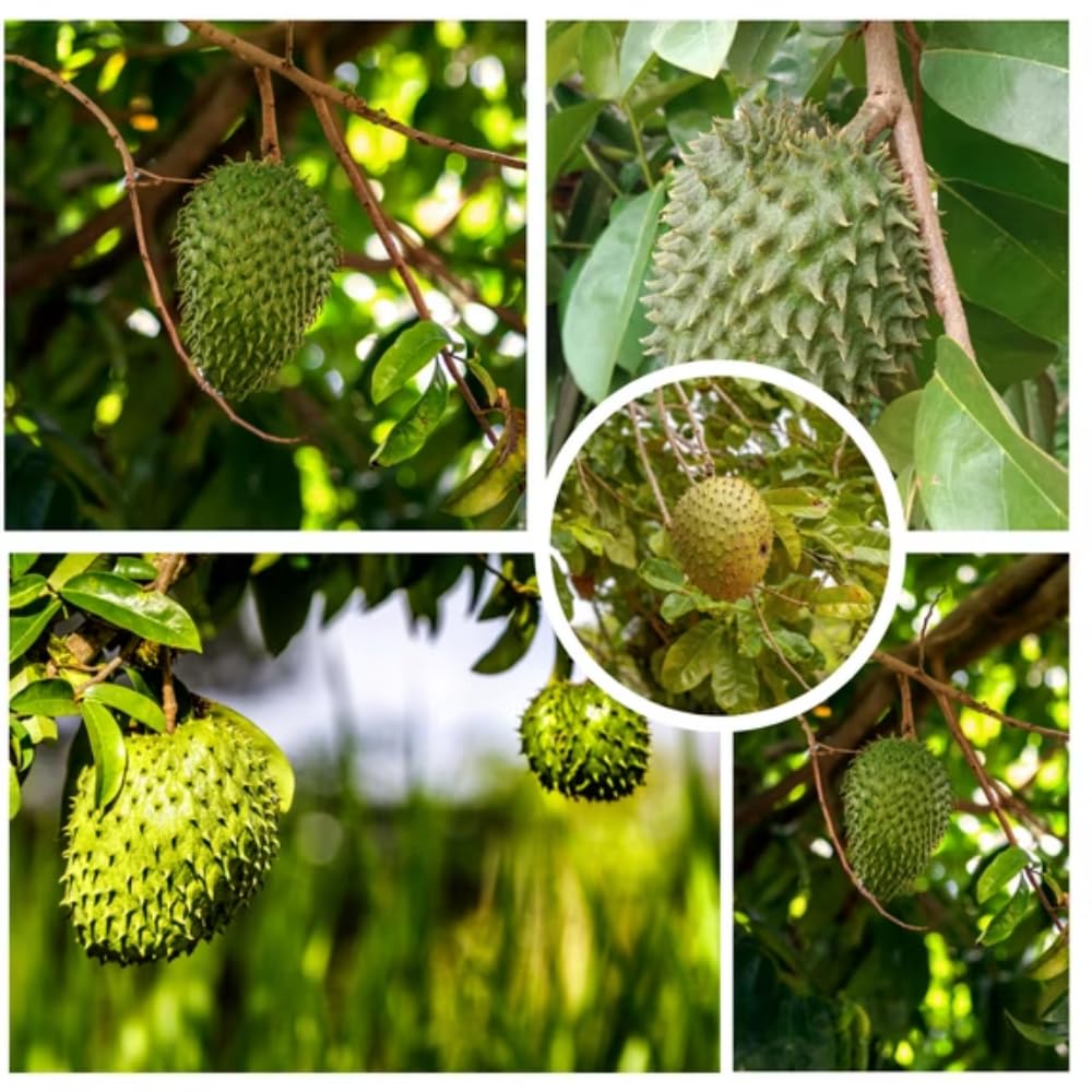 Soursop Live Plant for Planting, Annona Muricata 2-3 Ft Tall, Soursop Guanabana Seedlings, Outdoor Growing, No to CA, Live Plant in 1 Gal Pot