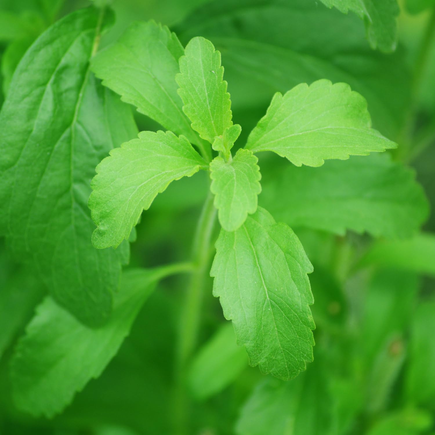 Pack 2 Stevia Live Plants, Well Rooted 4-7 Inches, Hardy Herb for Garden or Containers Planting