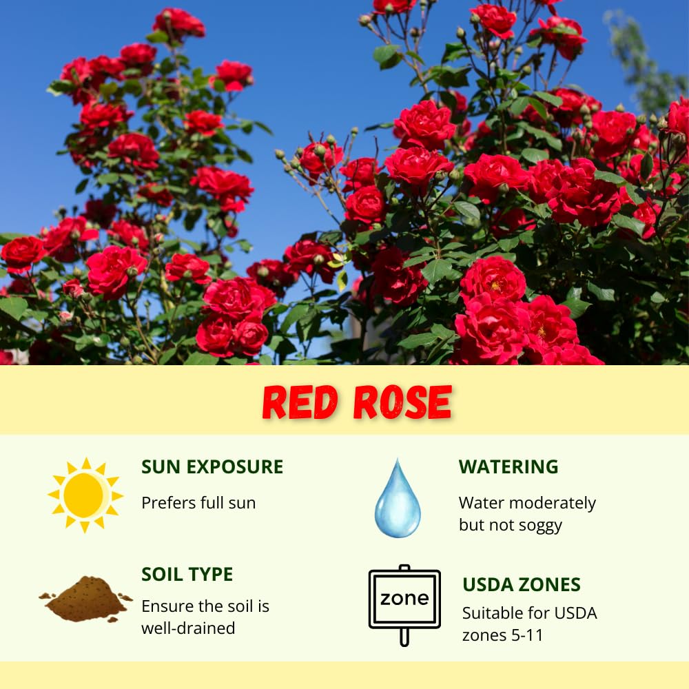 Climbing Rose Live Plants, Red Rose Bushes for Planting Outdoors, 2-3 Feet Height, Vibrant Red Flowers