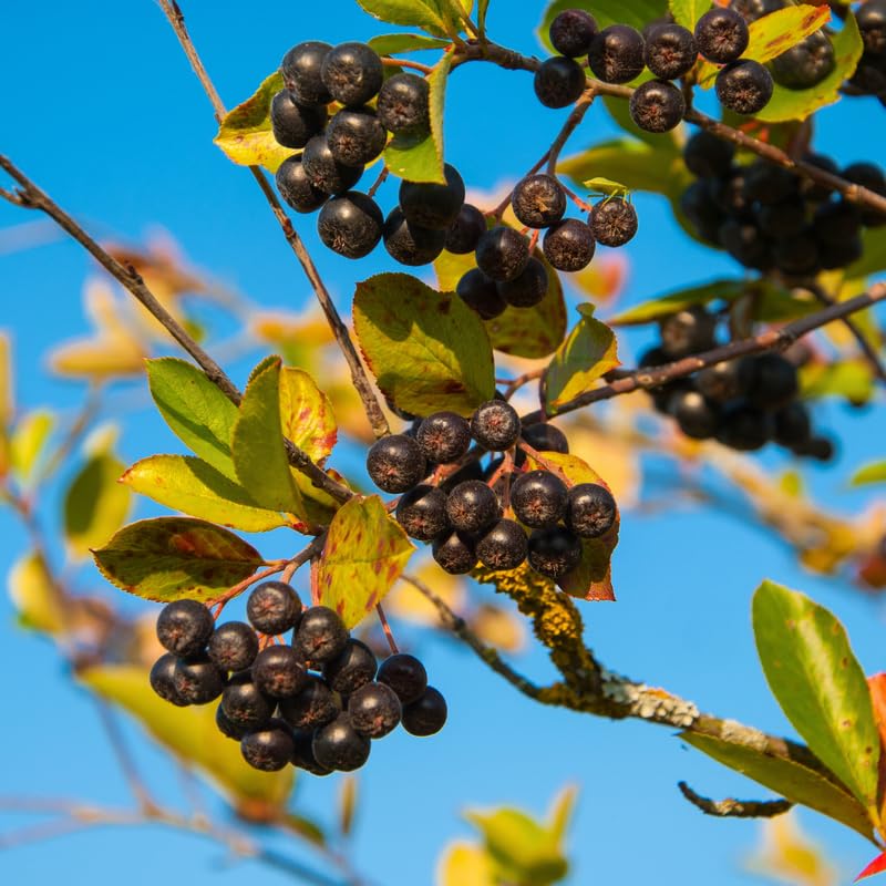 Chokeberry Tree Live Plant 1.5-2 Ft, Black Aronia Berry Plant, Edible Berry Trees for Planting, Winter Dorrmant