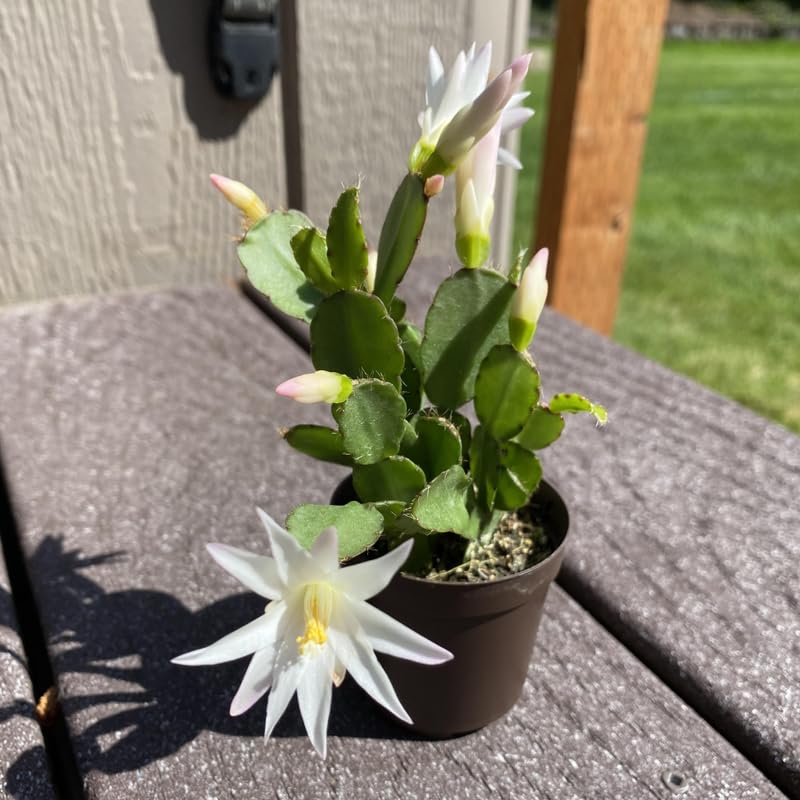 White Easter Cactus Flowering Plants, Spring Easter Cactus, Live Indoor Houseplant, 4 to 6 Inches
